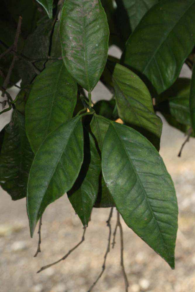            Shade leaves (Coarse, Riverside, CA)   